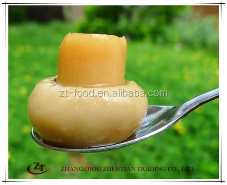 Pickled white mushroom in brine in plastic drum Pickled white mushroom in brine in plastic drum