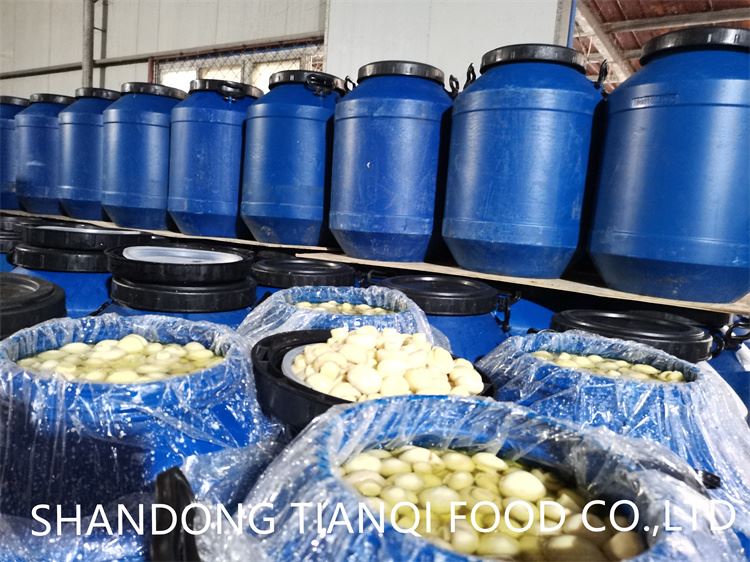 Preserved PNS white mushroom in brine in drums Preserved PNS white mushroom in brine in drums