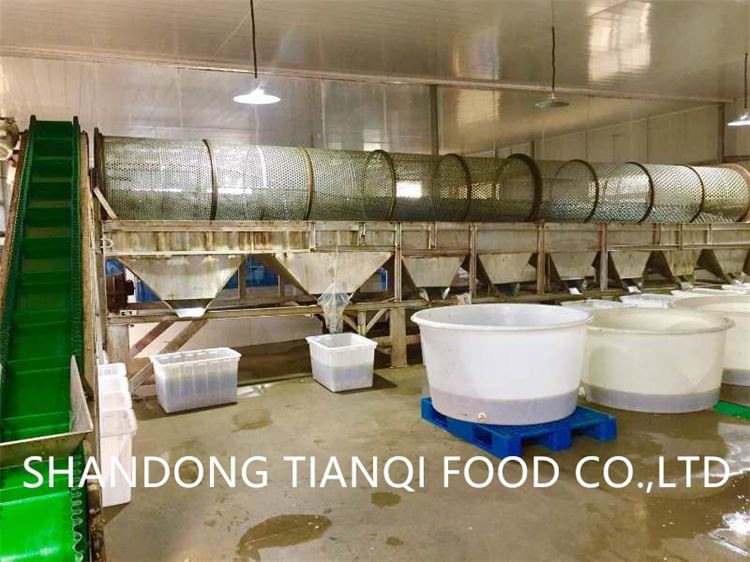 Brined mushroom factory