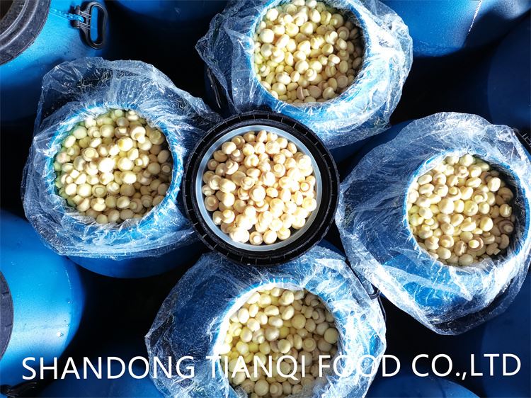 High quality brined white mushroom in drums High quality brined white mushroom in drums