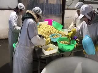 Factory white champignon mushroom in brine in drums