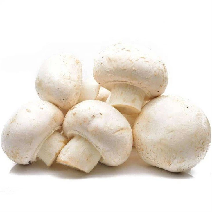Mushroom in brine in drums whole