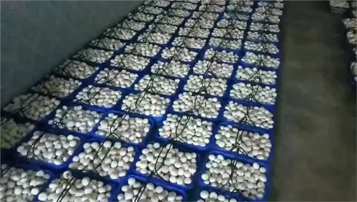 Fresh white mushroom in drums