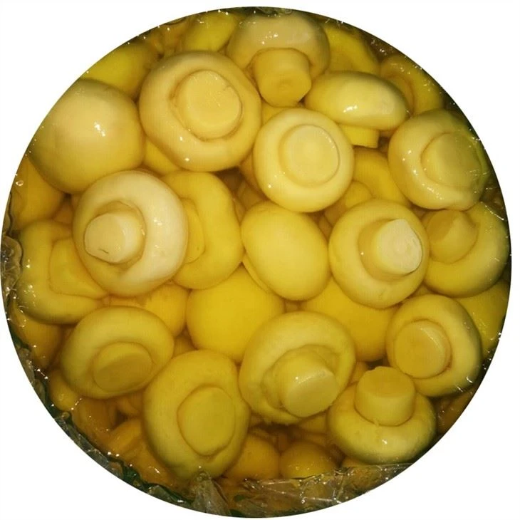 Good quality whole mushroom in SO2 in drums