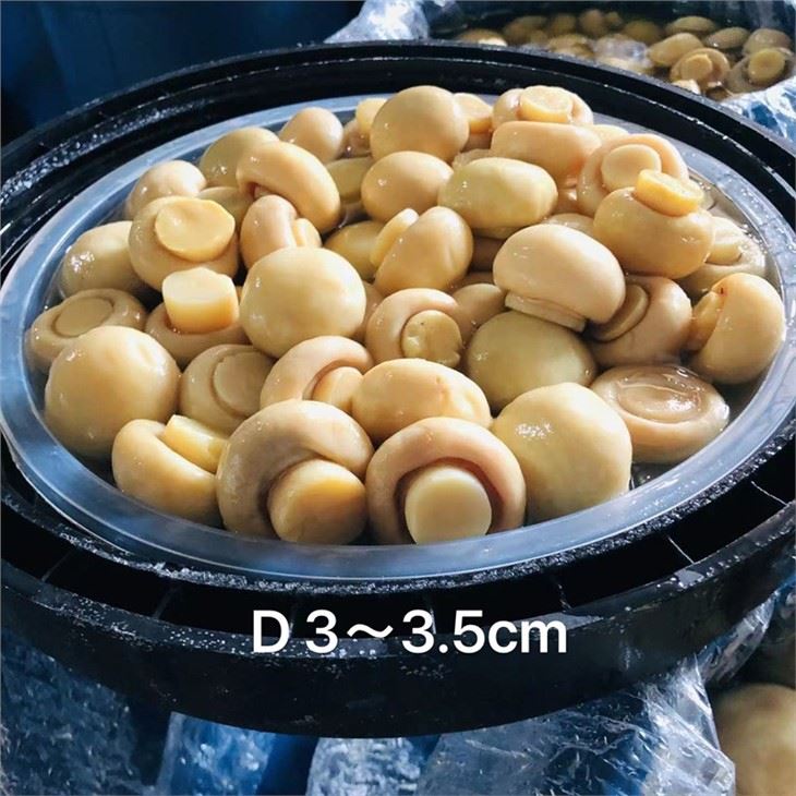 Cultivated white button mushroom in plastic drums